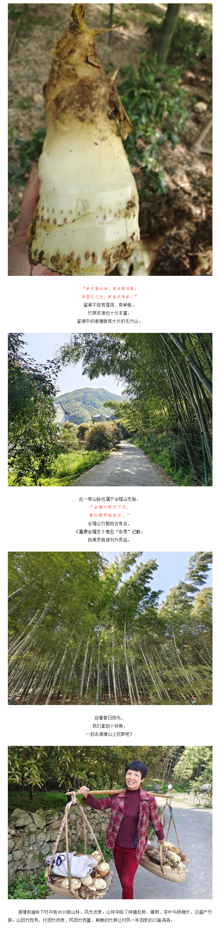 【“醉”美鉴湖-香“鉴”恨晚】不负春光，鉴湖四月春笋正当时_03.jpg