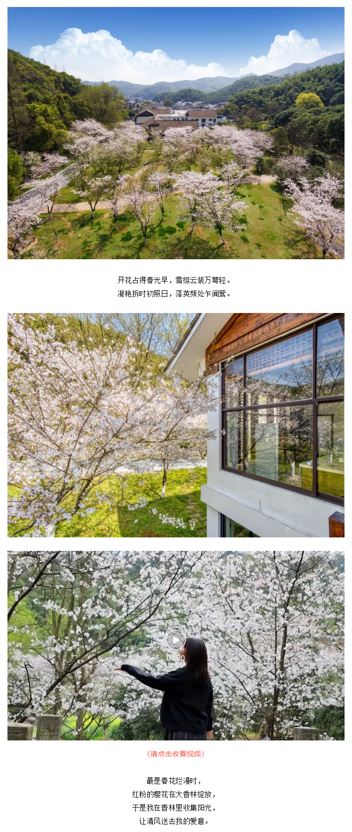 1650777826377001.jpg 【“醉”美鉴湖-香“鉴”恨晚】“樱”为有你,“樱”你而美_01.jpg