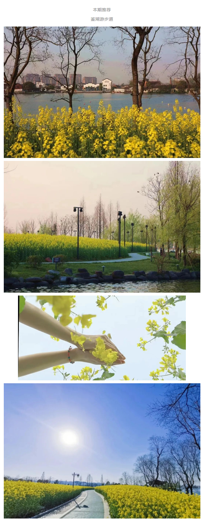 1650779581550591.jpg 一“鉴”钟情·酷玩资讯-第⑤期|有一种春天,叫鉴湖之畔的油菜花盛开!_07.jpg